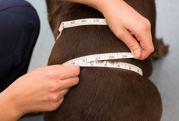measuring a dog's waist