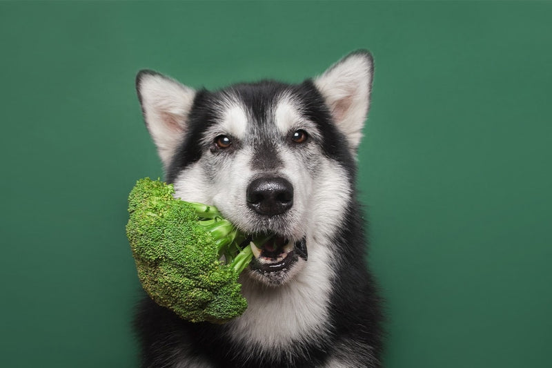 My Dog Is a Picky Eater