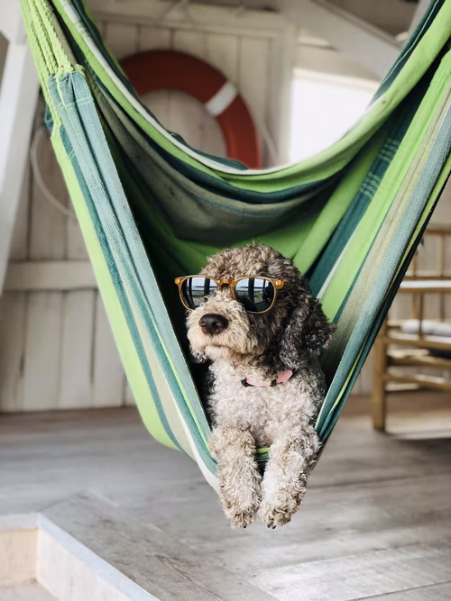 Dog friendly cottage
