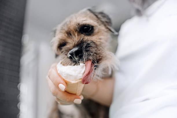 Dog licking ice cream out of a cone