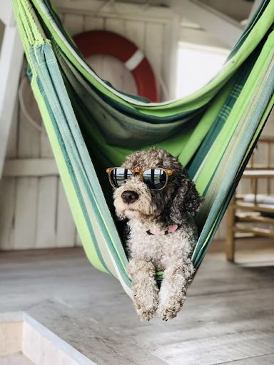 Dog with sunglasses lounging in hammock
