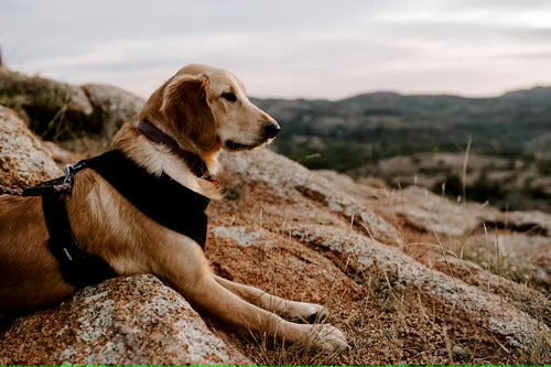 Golden retriever laying on rocks overlooking mountains