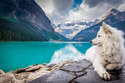 Dog friendly vacation rentals in Alberta, we think your dog will adore!