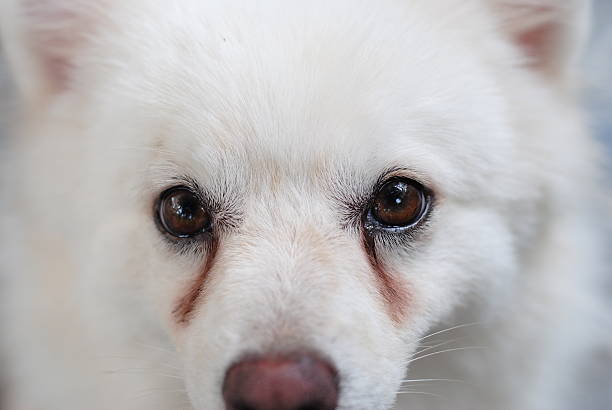 Profile shot of an american eskimo with tear stains