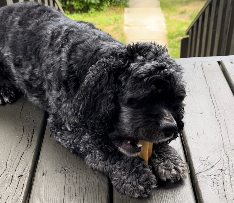 Small cocker spaniel chewing on a yak chew outside