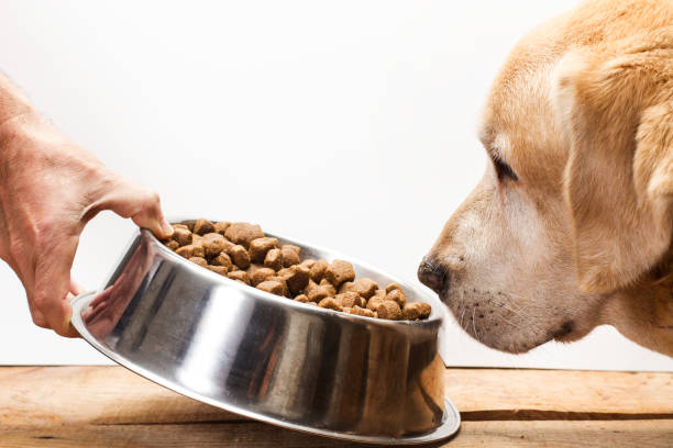 labrador looking at kibble in a bowl