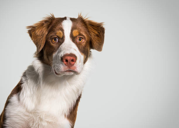 Australian shepherd looking into the camera