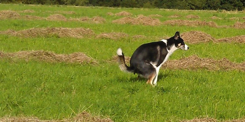 Dog pooping