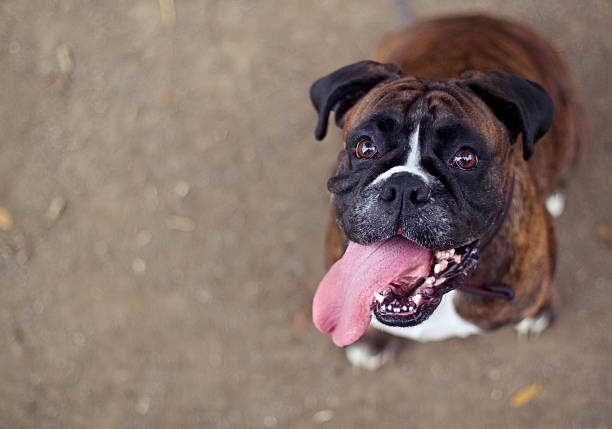 boxer smiling with tongue out