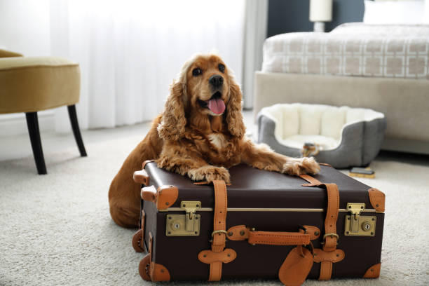 Cocker spaniel with paws on a suitcase in a hotel room
