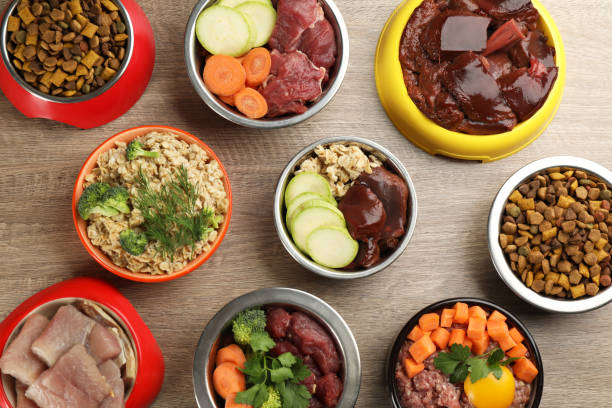 Bowls of different types of dog food (kibble, fresh and raw)