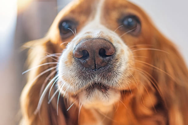 Profile picture of brown cocker spaniel