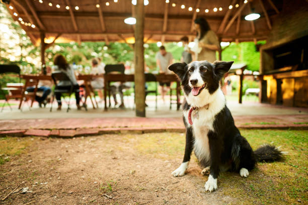 Border collie on a patio