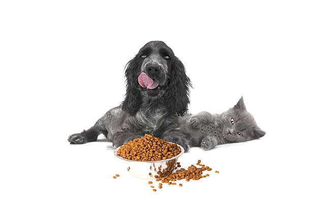 Spaniel licking its lips with a bowl of kibble in front of it, while a kitten lays beside it