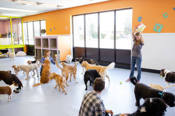 Check out our list of the best dog boarding kennels in Ontario