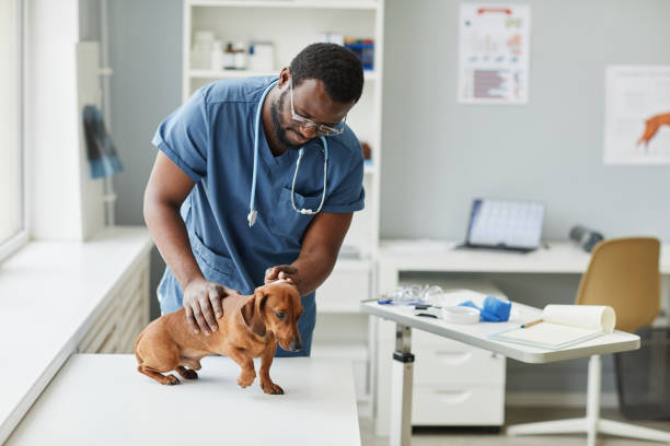 Veterinarian giving an exam in clinic to a weiner dog