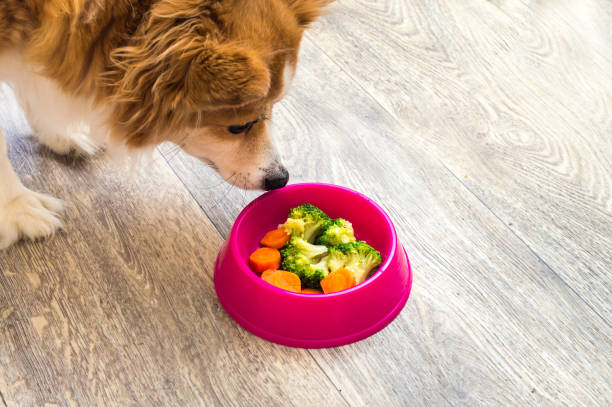 Small dog sniffing at bowl of raw, mixed veggies