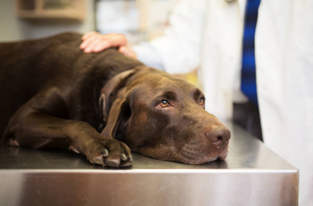 Chocolate lab laying on vet exam table and the vet has one hand on it, examining.