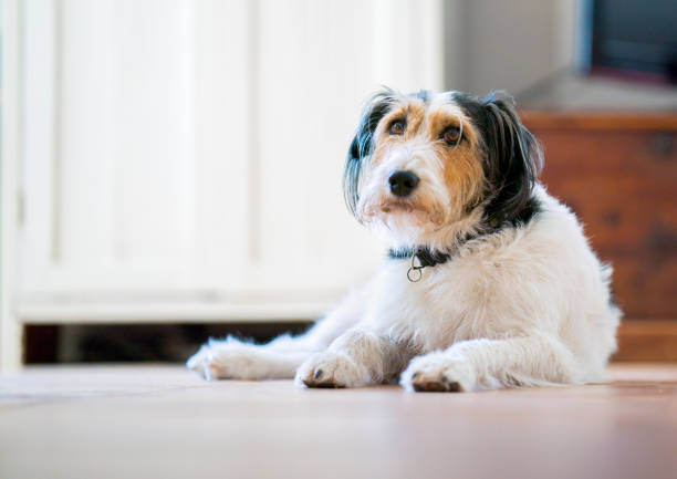 Scruffy dog laying on floor, looking sad