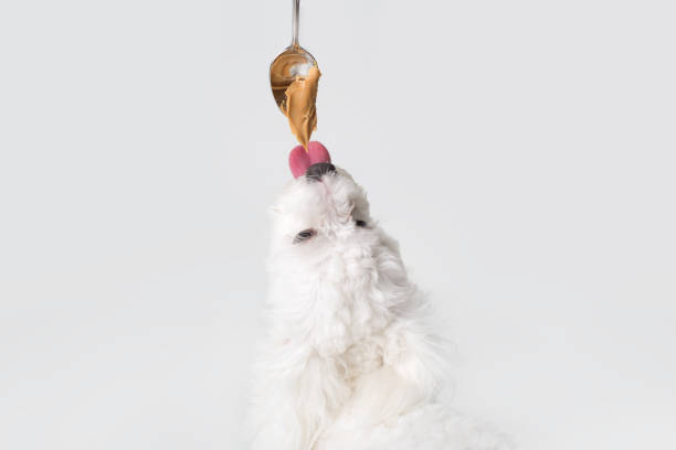 Little white dog licking peanut butter off a spoon
