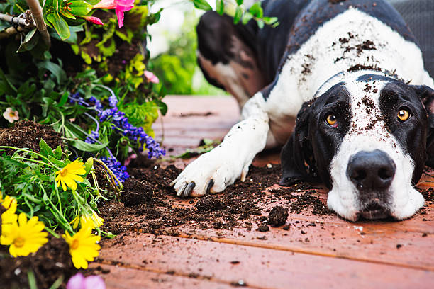 Great dane laying beside flowers