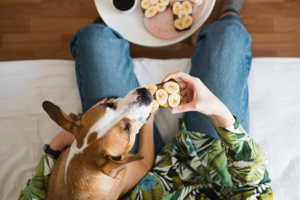 Brown dog sniffing banana toast that owner is holding out to them