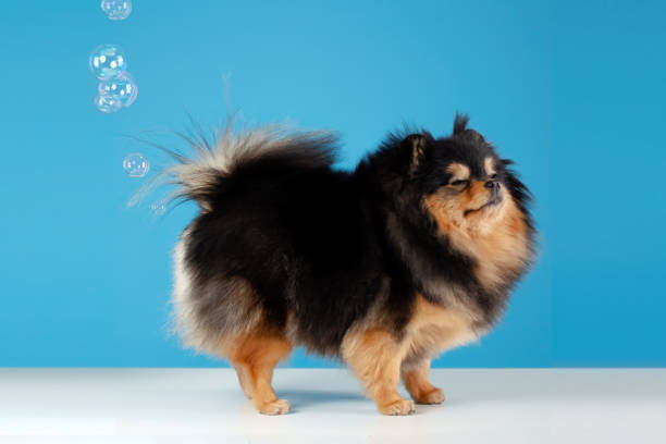 Pomeranian farting bubbles