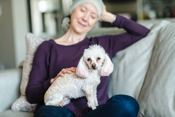 Little white poodle sitting happily on owners lap