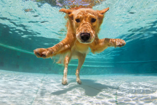 Underwater shot of golden retriever swimming