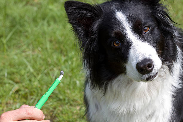 Border collie next to tweezers holding a tick