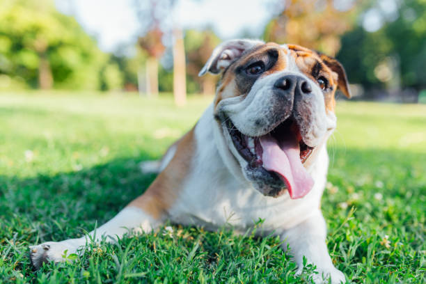 English bulldog laying ing the grass with their tongue out
