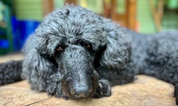 Black poodle casually laying outside
