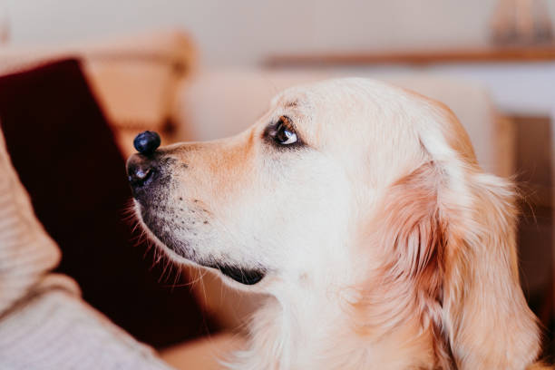Golden retriever with a blueberry on its nose