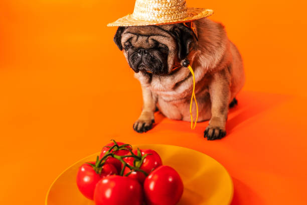 Pug in a straw hat staring at a bunch of tomatoes