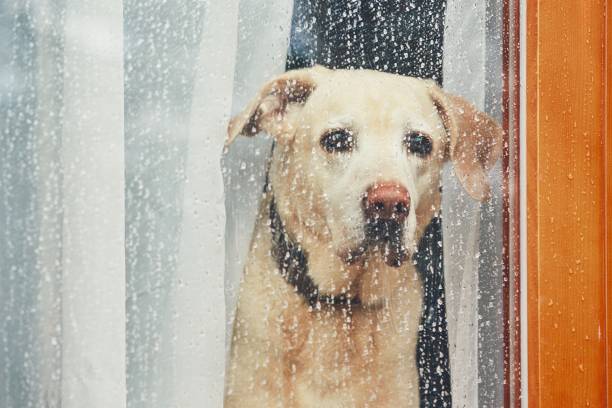 Labrador retriever looking sadly out the window in the rain