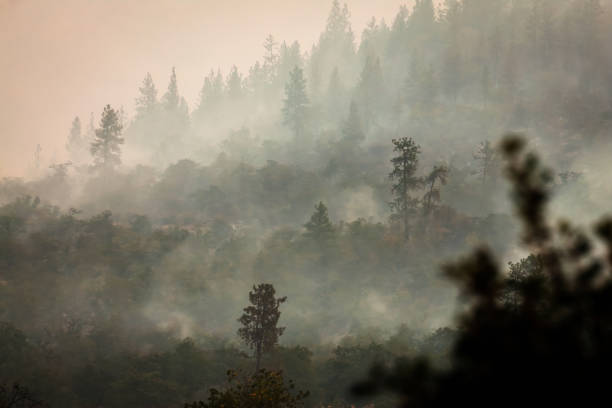 Wildfire smoke in a forest