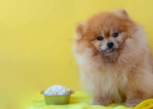 Pomeranian sitting beside a bowl full of cottage cheese