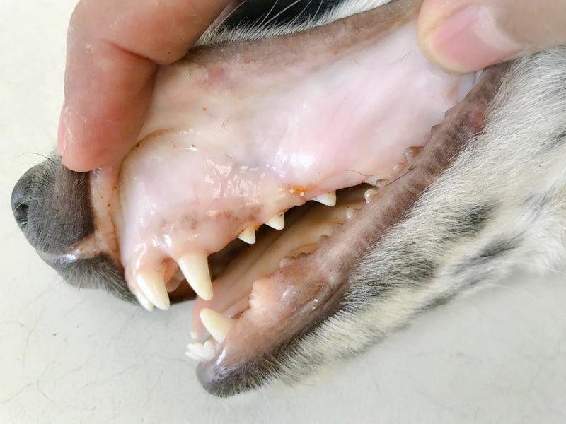 Hand lifting up dog's lips to reveal pale gums