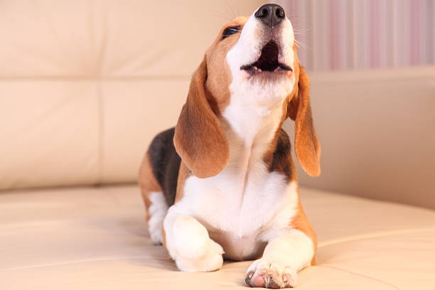 Beagle barking