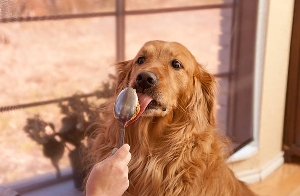 Golden retriever licking almond butter off a spoon