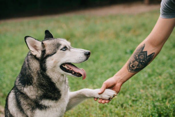 Husky holding his owner’s hand, who has a tattoo of his dog on his forearm.