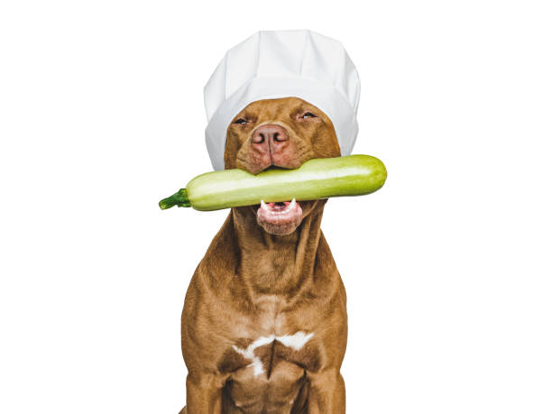 Vizsla dog with a chefs hat on holding a zucchini in its mouth