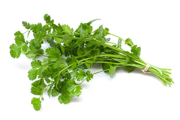 Bunch of cilantro on a white background