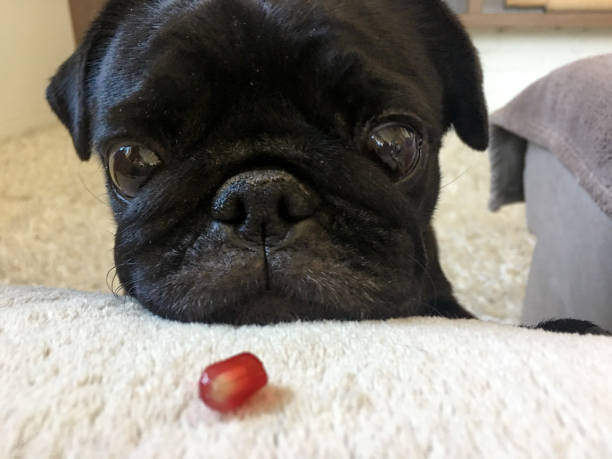 Pug staring at a single pomegranate seed
