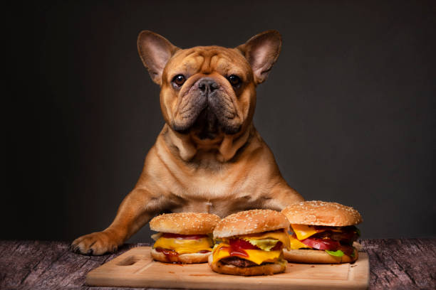 Frenchie sitting in front of a platter of three hamburgers