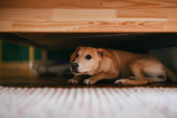 Beagle mix hiding under a bed to escape a thunderstorm