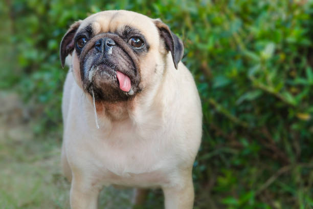 Pug drooling with tongue out