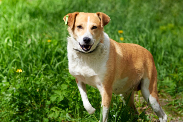 Understanding Canine Limping: Common Causes and When to Seek Veterinar ...