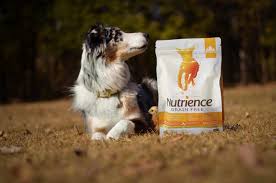 Aussie staring at a bag of Nutrience dog food in a field