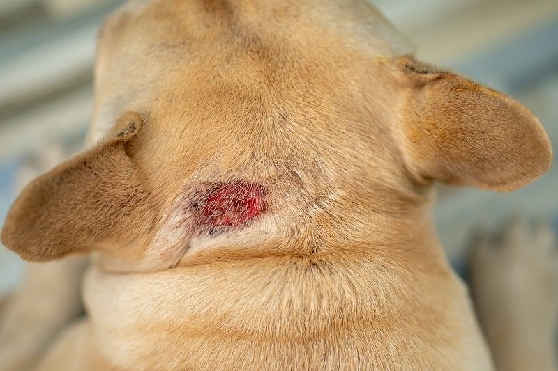 Frenchie with staph lesion on its head